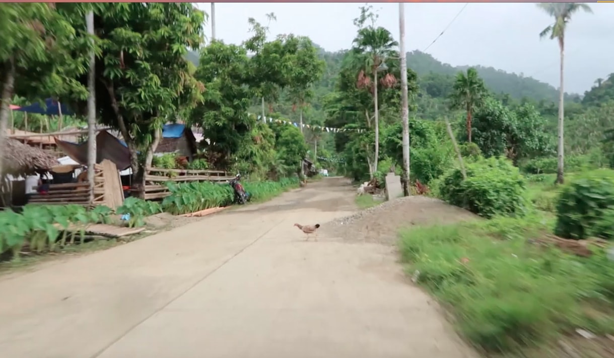 chicken crossing road in barangay in catanduanes philippines